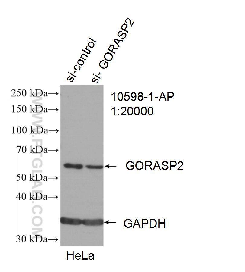 Western Blot (WB) analysis of HeLa cells using GORASP2 Polyclonal antibody (10598-1-AP)