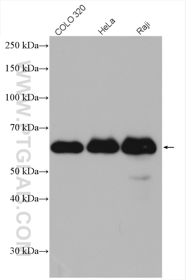 Western Blot (WB) analysis of various lysates using GORASP2 Polyclonal antibody (10598-1-AP)