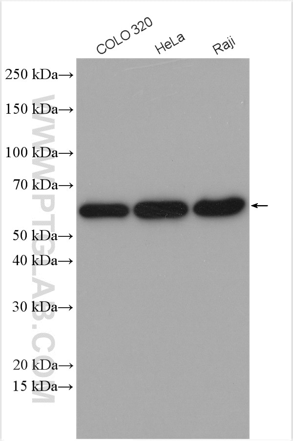 Western Blot (WB) analysis of various lysates using GORASP2 Polyclonal antibody (10598-1-AP)