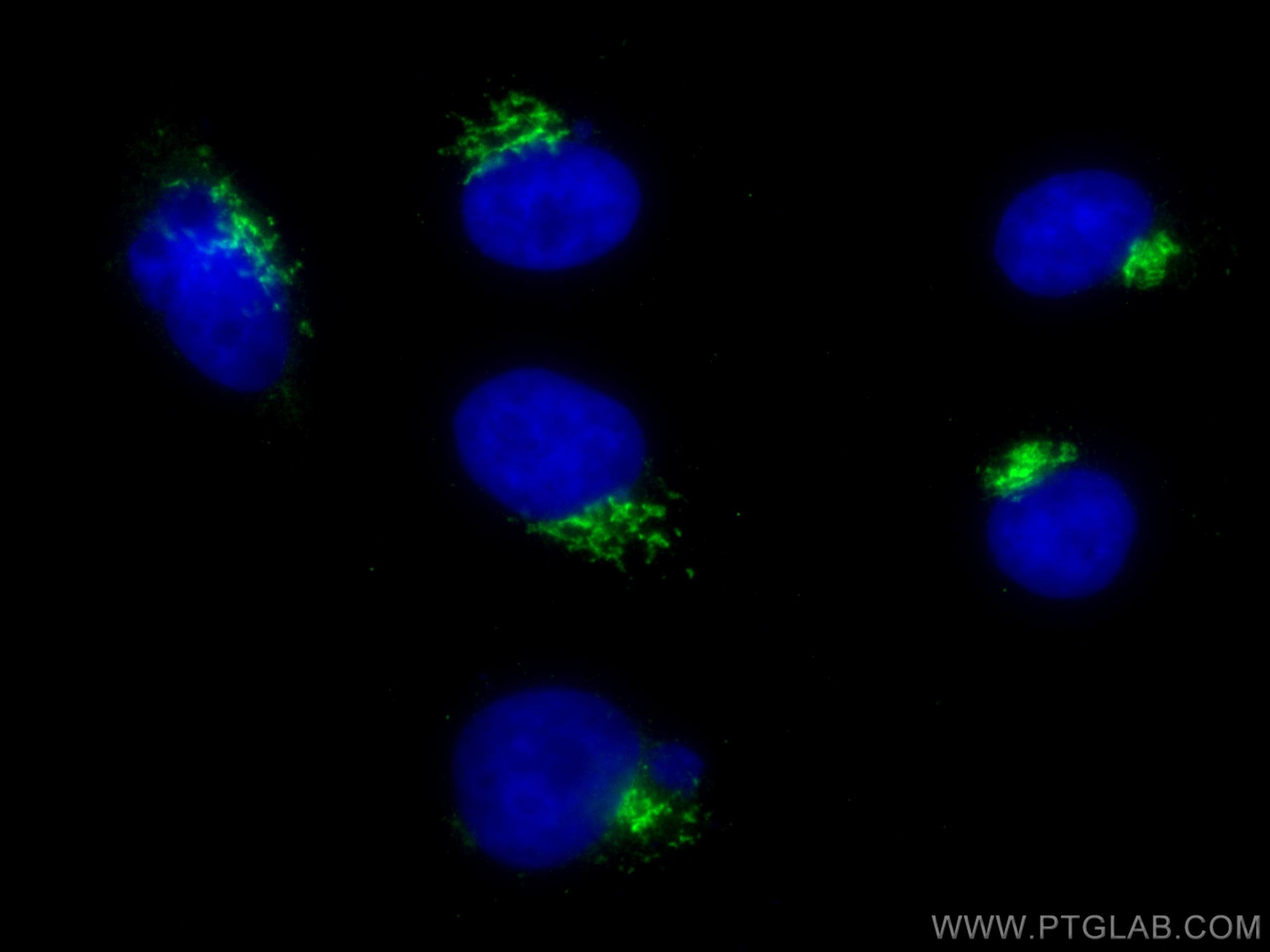Immunofluorescence (IF) / fluorescent staining of HepG2 cells using GORASP2 Monoclonal antibody (66627-1-Ig)