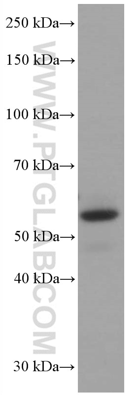 Western Blot (WB) analysis of pig brain tissue using GORASP2 Monoclonal antibody (66627-1-Ig)