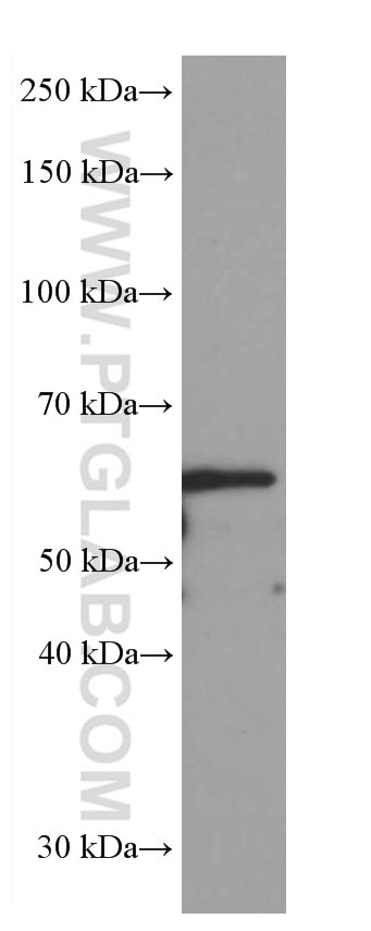 Western Blot (WB) analysis of rat brain tissue using GORASP2 Monoclonal antibody (66627-1-Ig)