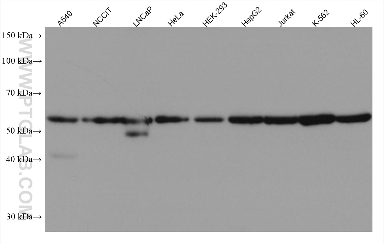 Western Blot (WB) analysis of various lysates using GORASP2 Monoclonal antibody (66627-1-Ig)