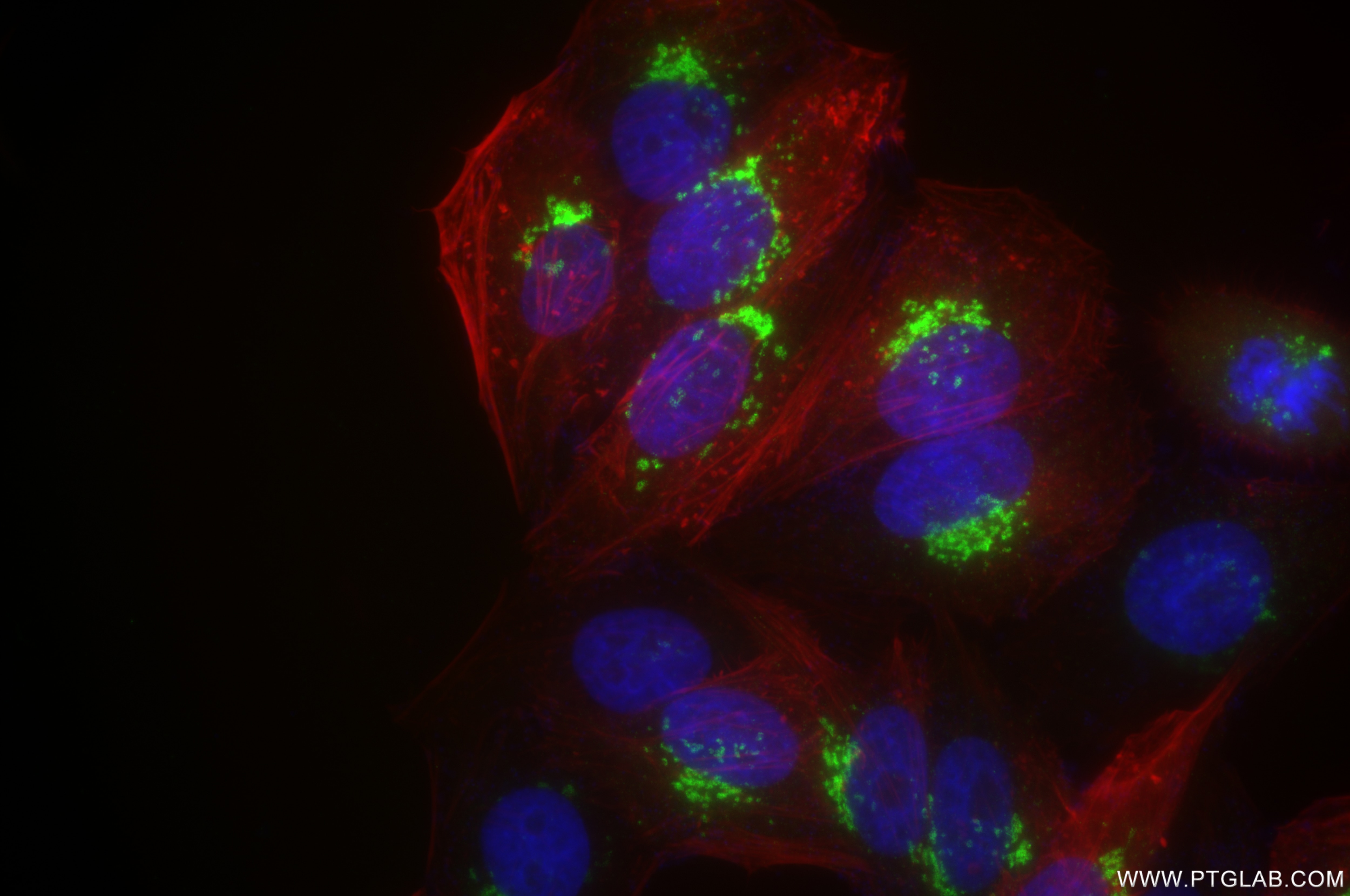 Immunofluorescence (IF) / fluorescent staining of HepG2 cells using GORASP2 Recombinant antibody (85077-5-RR)