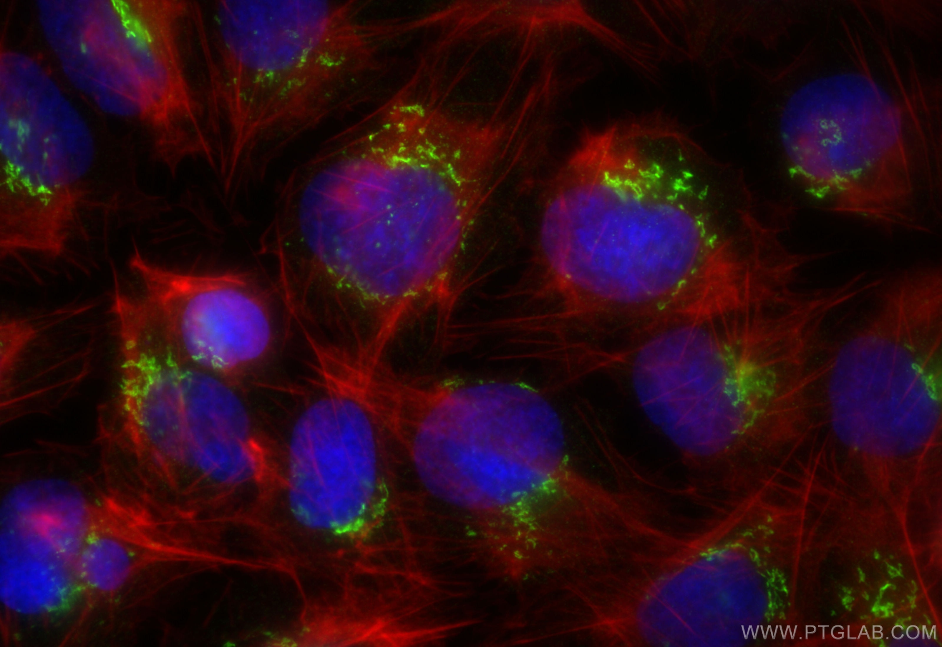 Immunofluorescence (IF) / fluorescent staining of U2OS cells using GORASP2 Recombinant antibody (85077-5-RR)