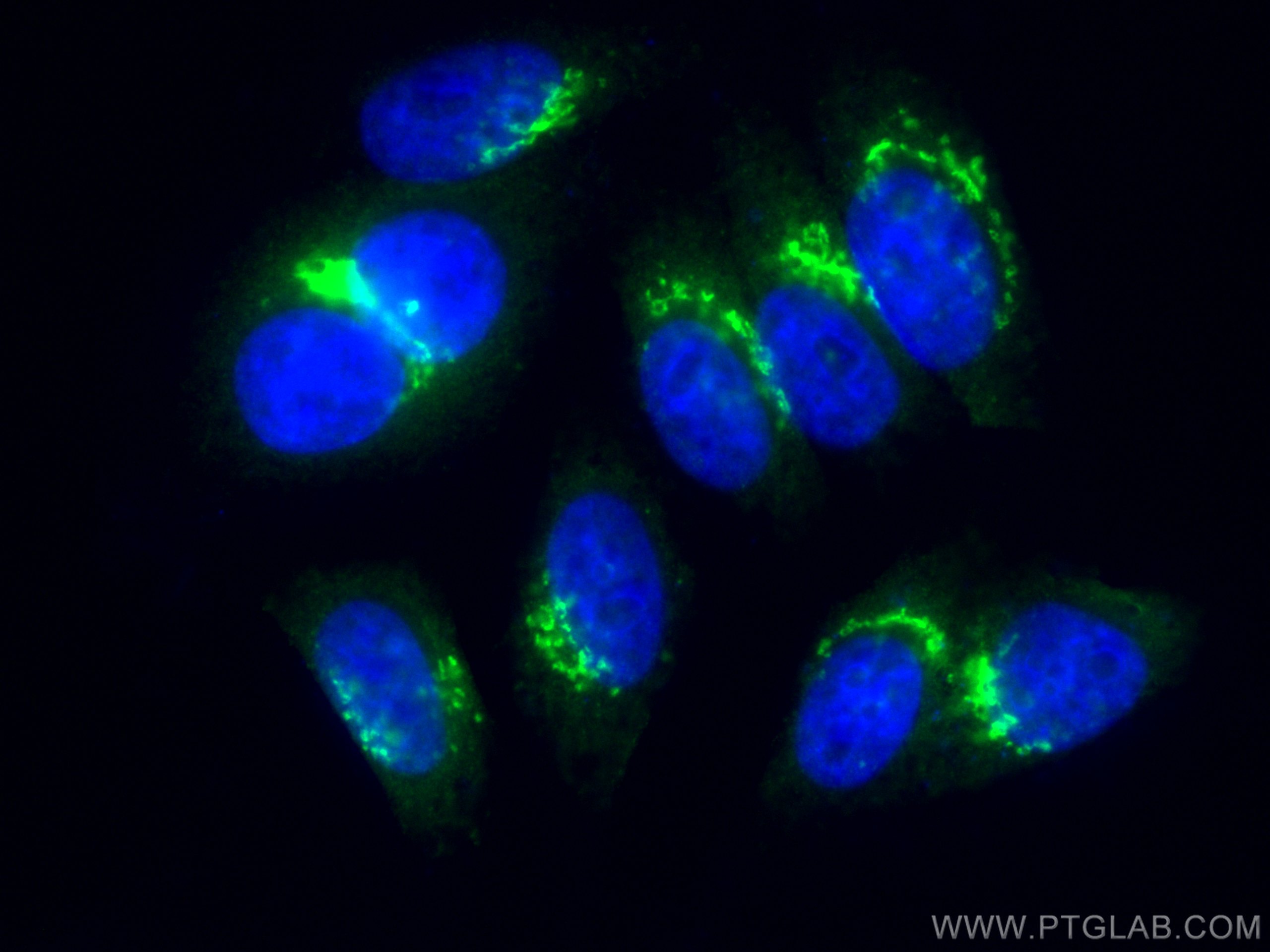 Immunofluorescence (IF) / fluorescent staining of HepG2 cells using CoraLite® Plus 488-conjugated GORASP2 Polyclonal a (CL488-10598)