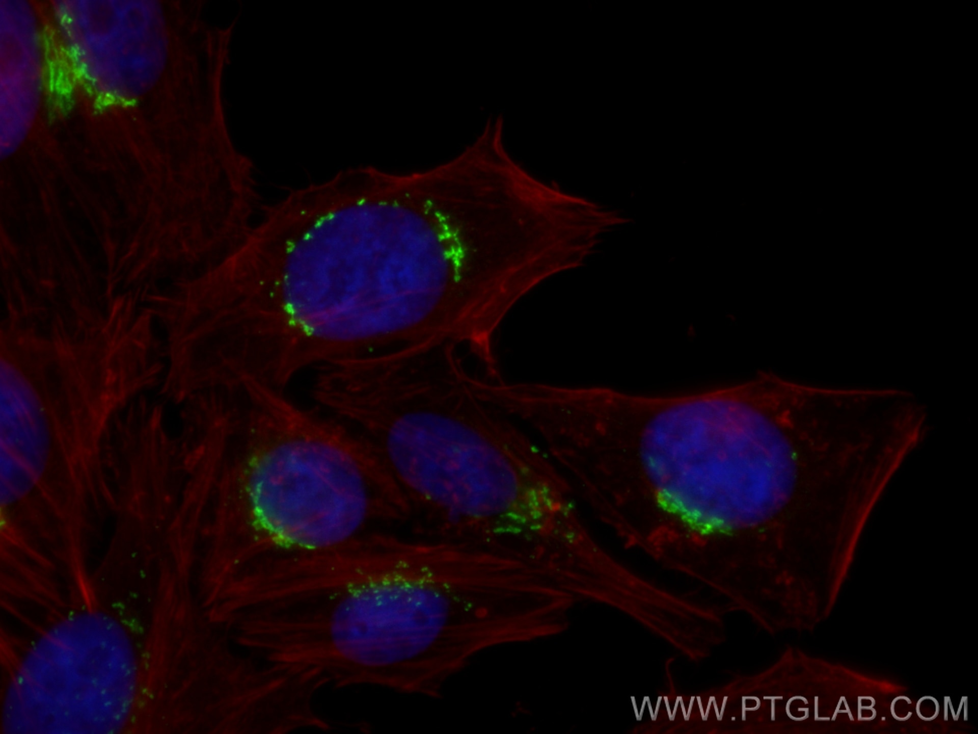 Immunofluorescence (IF) / fluorescent staining of HepG2 cells using CoraLite® Plus 488-conjugated GORASP2 Polyclonal a (CL488-10598)
