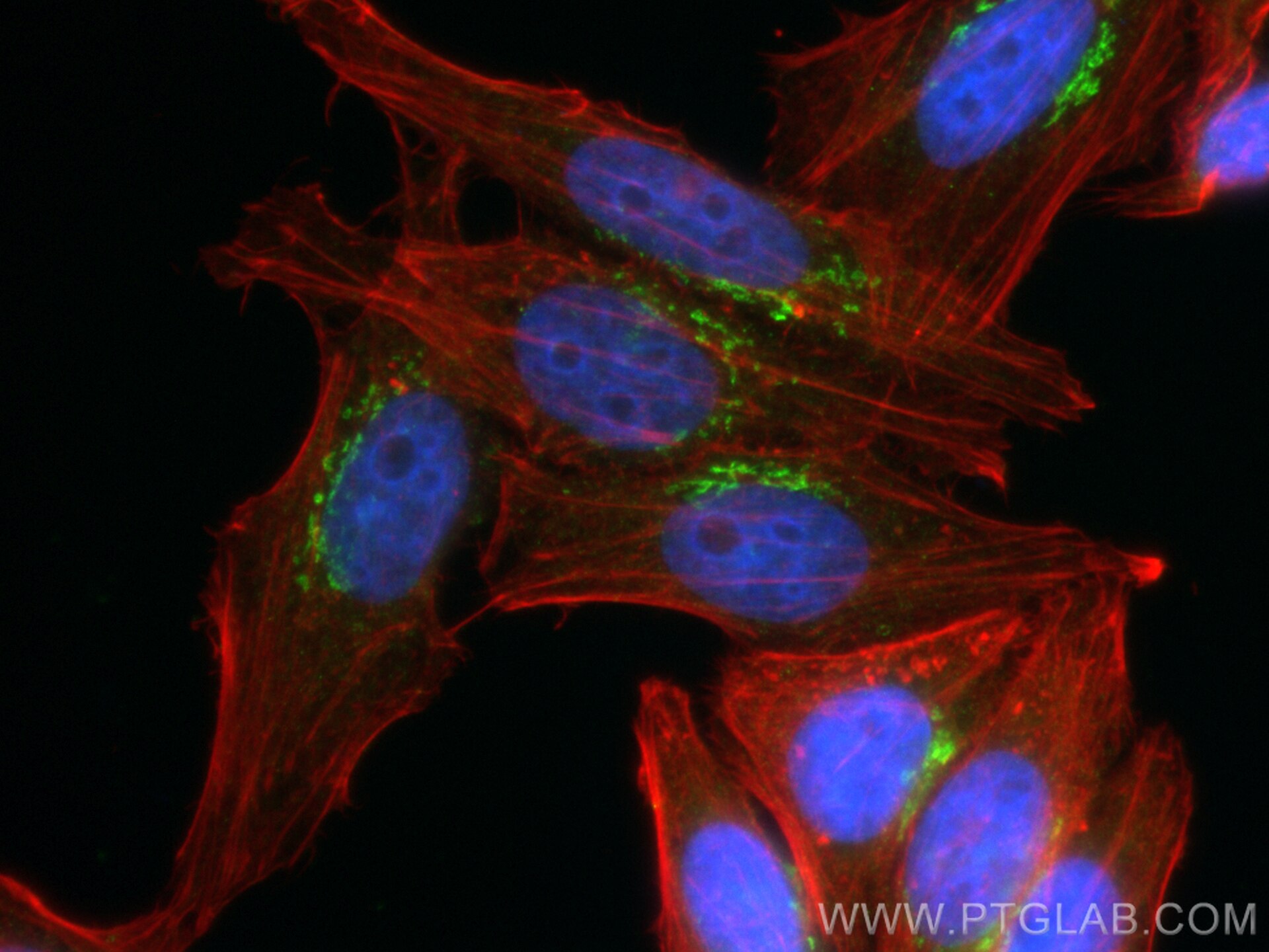 Immunofluorescence (IF) / fluorescent staining of HepG2 cells using CoraLite® Plus 488-conjugated GORASP2 Monoclonal a (CL488-66627)