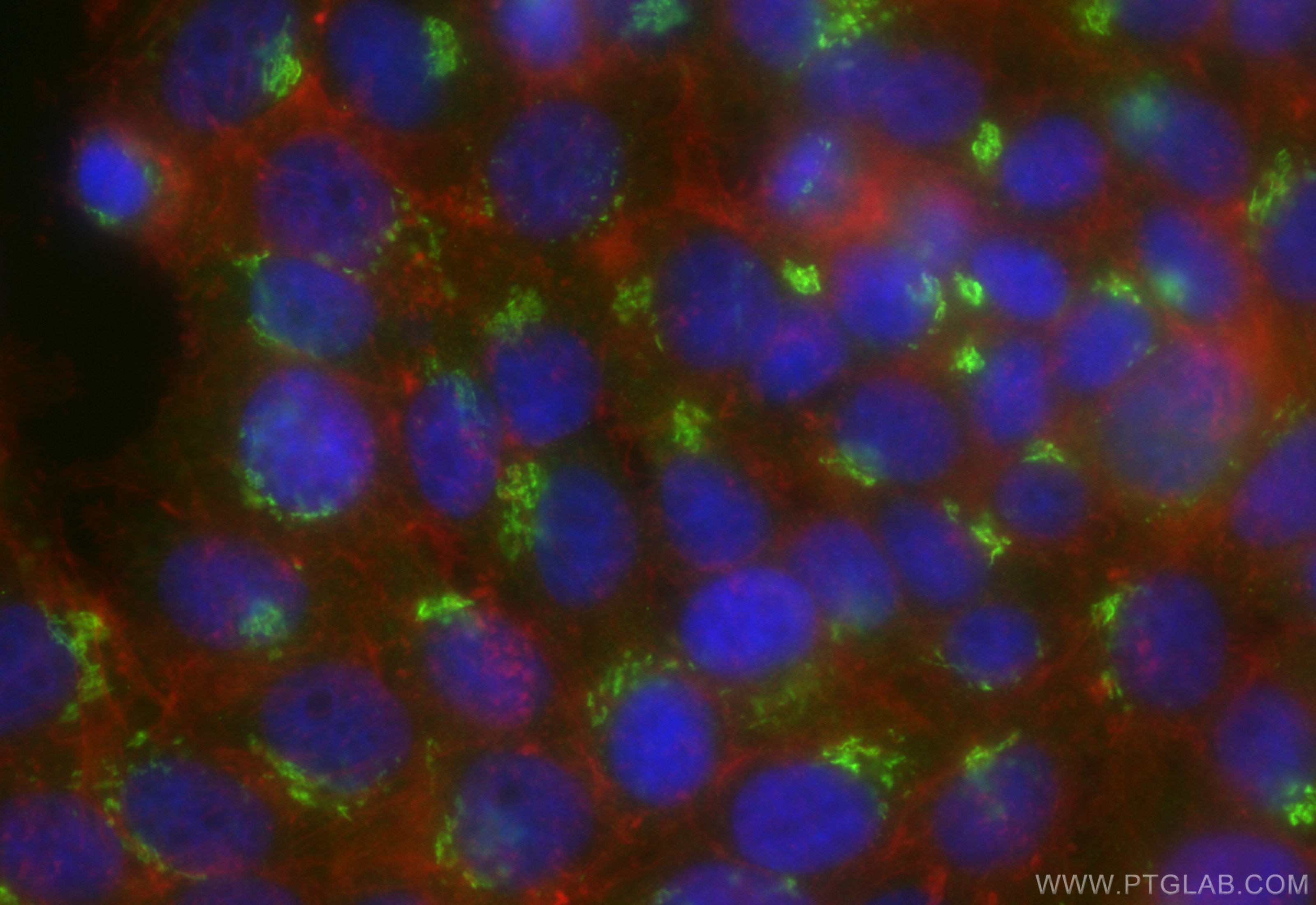 Immunofluorescence (IF) / fluorescent staining of HepG2 cells using CoraLite® Plus 488-conjugated GORASP2 Recombinant  (CL488-85077-5)
