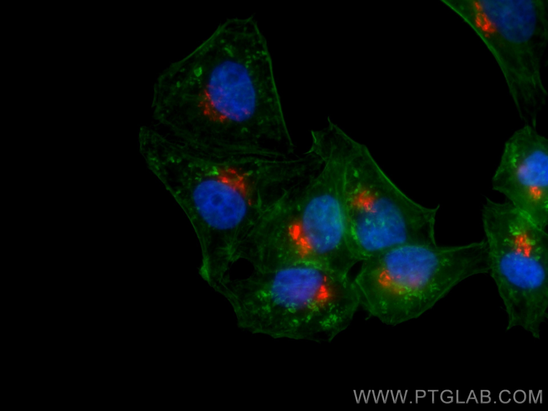 Immunofluorescence (IF) / fluorescent staining of HepG2 cells using CoraLite®594-conjugated GORASP2 Polyclonal antibod (CL594-10598)