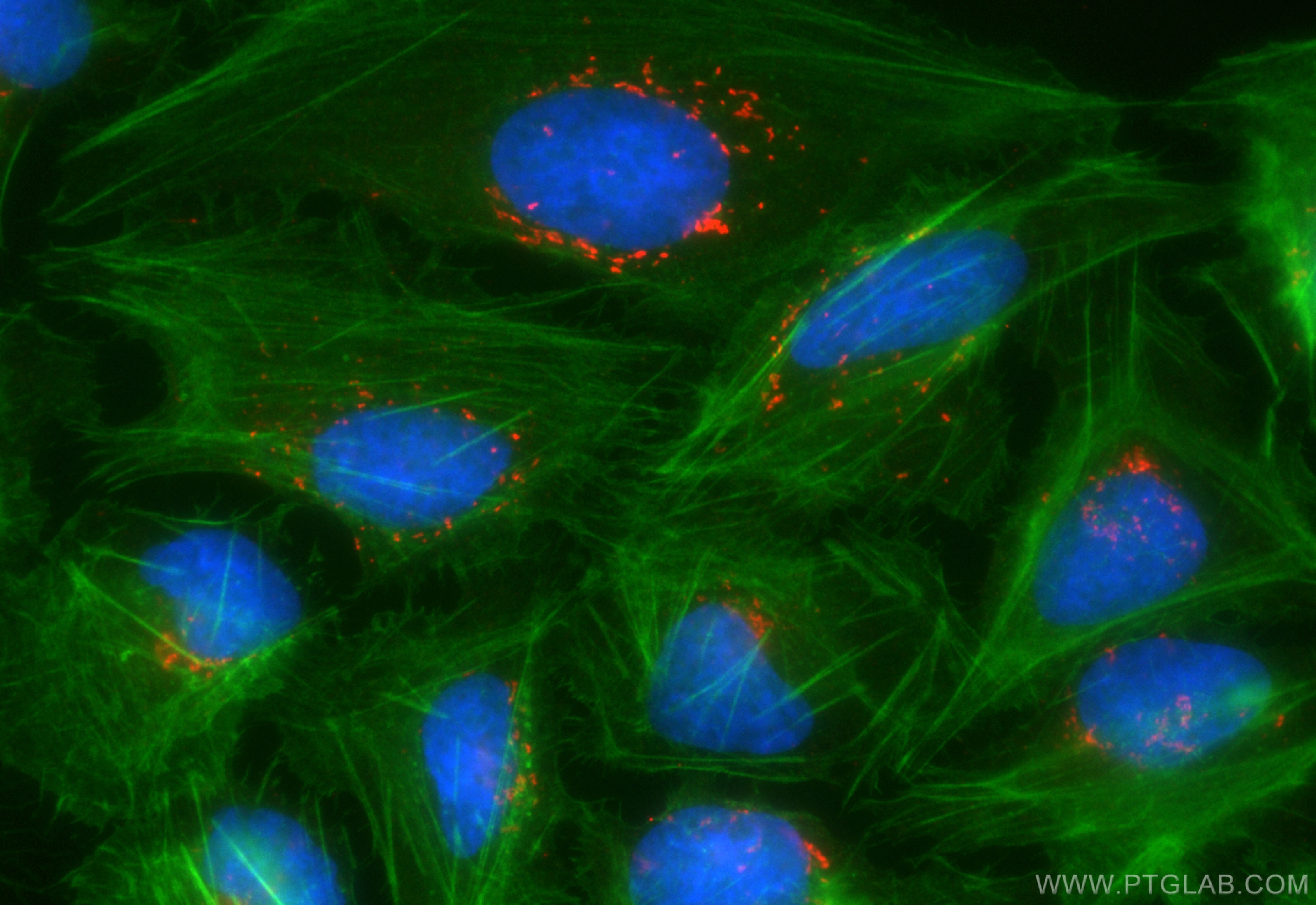 Immunofluorescence (IF) / fluorescent staining of U2OS cells using CoraLite®594-conjugated GORASP2 Recombinant antibo (CL594-85077-5)