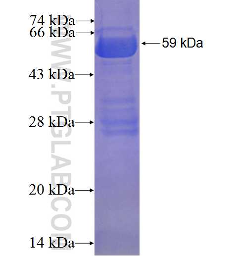 GORASP2 fusion protein Ag0950 SDS-PAGE