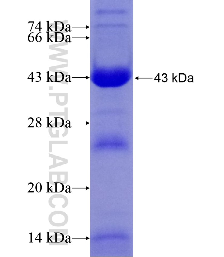 GORASP2 fusion protein Ag17607 SDS-PAGE