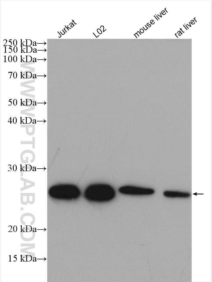Western Blot (WB) analysis of various lysates using GOSR2/Membrin Polyclonal antibody (12095-1-AP)