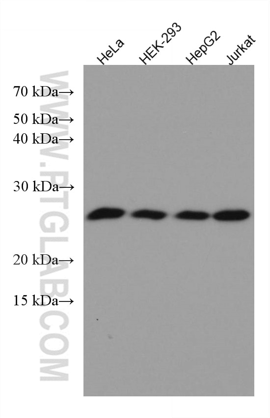 Western Blot (WB) analysis of various lysates using GOSR2/Membrin Monoclonal antibody (66134-1-Ig)