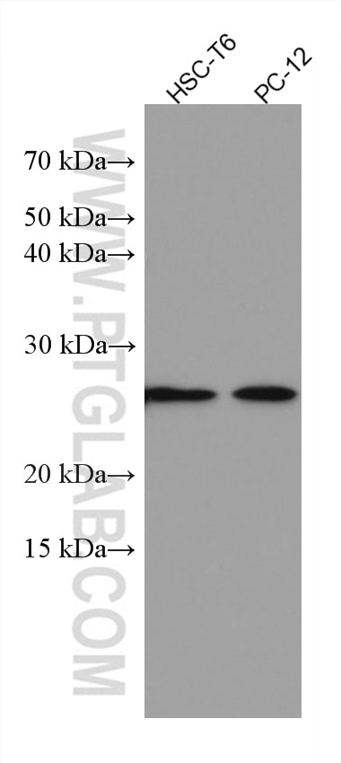 Western Blot (WB) analysis of various lysates using GOSR2/Membrin Monoclonal antibody (66134-1-Ig)