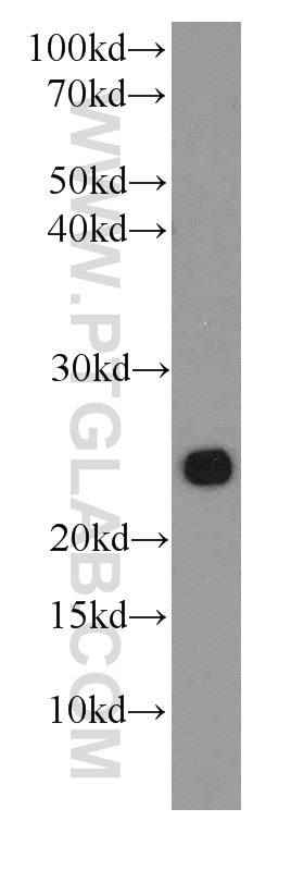 Western Blot (WB) analysis of HeLa cells using GOSR2/Membrin Monoclonal antibody (66134-1-Ig)