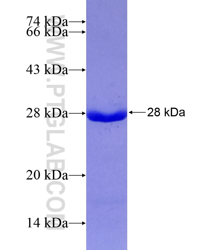 GOSR2 fusion protein Ag21393 SDS-PAGE