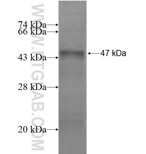 GOSR2 fusion protein Ag2736 SDS-PAGE