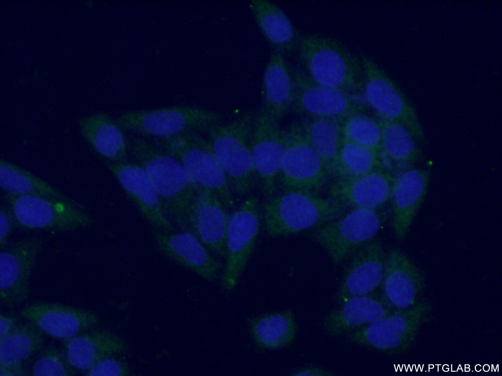 Immunofluorescence (IF) / fluorescent staining of L02 cells using GOT1 Polyclonal antibody (14886-1-AP)