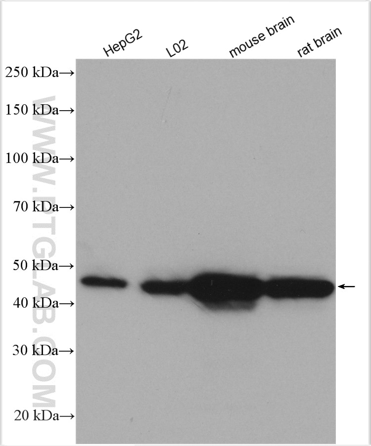 Western Blot (WB) analysis of various lysates using GOT1 Polyclonal antibody (14886-1-AP)