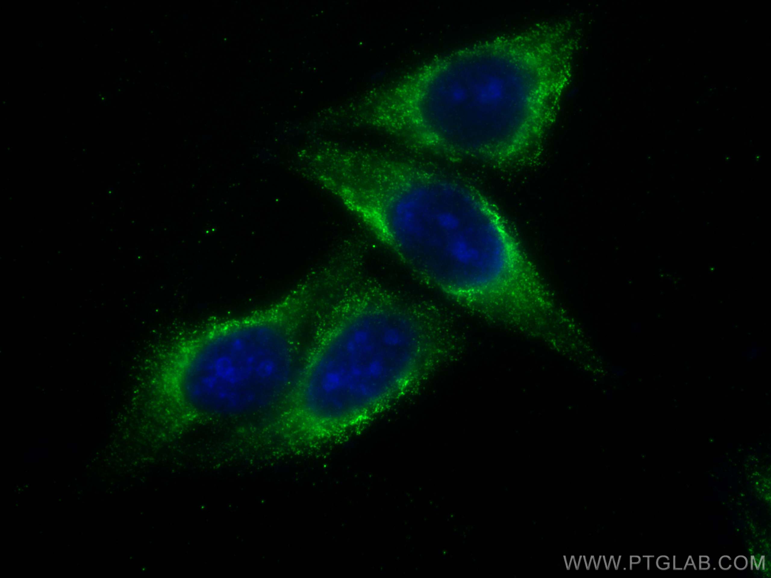 Immunofluorescence (IF) / fluorescent staining of HepG2 cells using GOT1 Monoclonal antibody (60317-1-Ig)