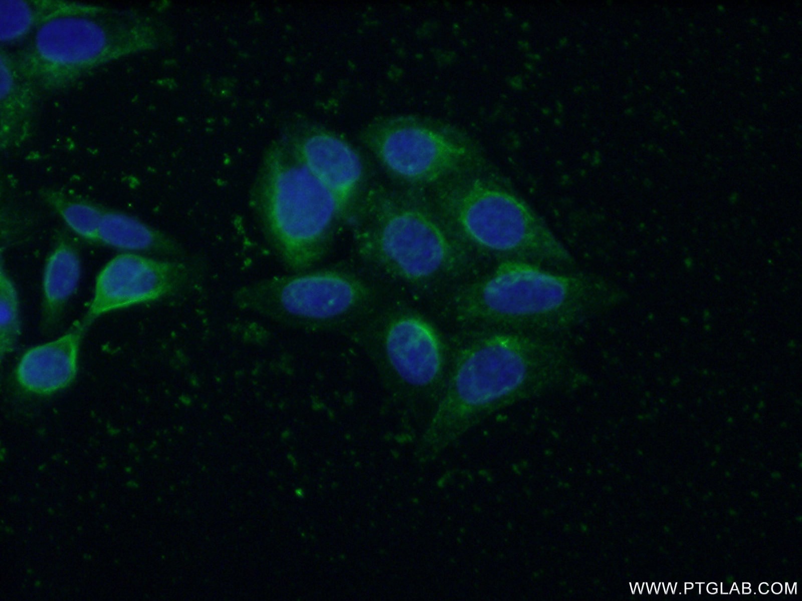 Immunofluorescence (IF) / fluorescent staining of HepG2 cells using GOT1 Monoclonal antibody (60317-1-Ig)