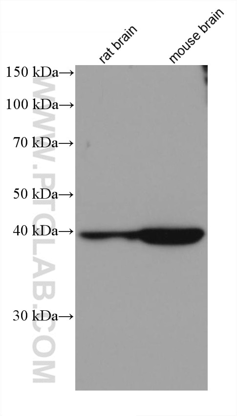 Western Blot (WB) analysis of various lysates using GOT1 Monoclonal antibody (60317-1-Ig)