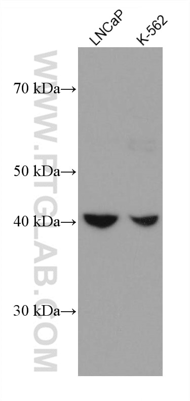 Western Blot (WB) analysis of various lysates using GOT1 Monoclonal antibody (60317-1-Ig)