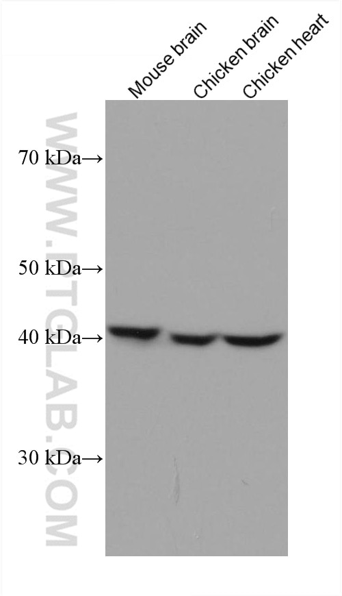 Western Blot (WB) analysis of various lysates using GOT1 Monoclonal antibody (60317-1-Ig)