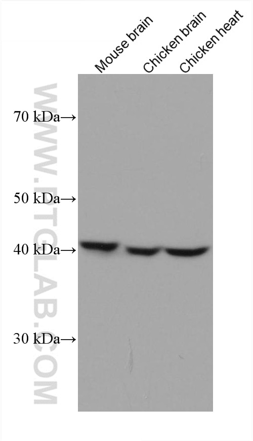 WB analysis using 60317-1-Ig