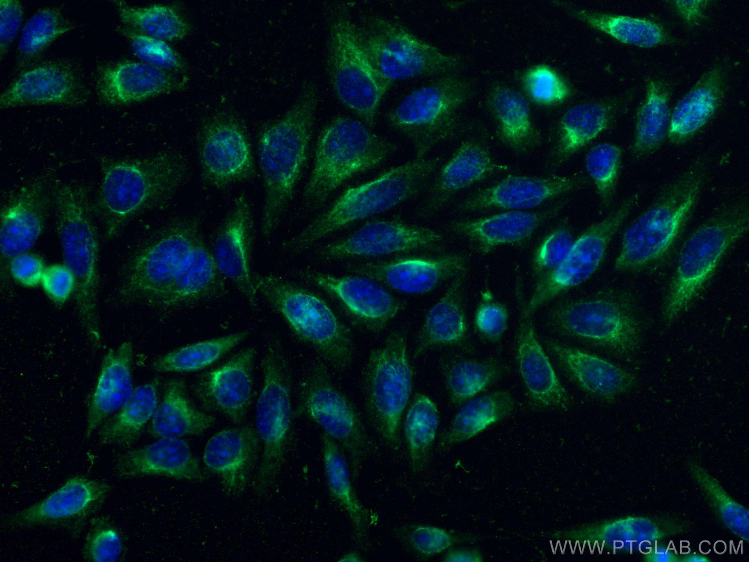 Immunofluorescence (IF) / fluorescent staining of HepG2 cells using CoraLite® Plus 488-conjugated GOT1 Monoclonal anti (CL488-60317)