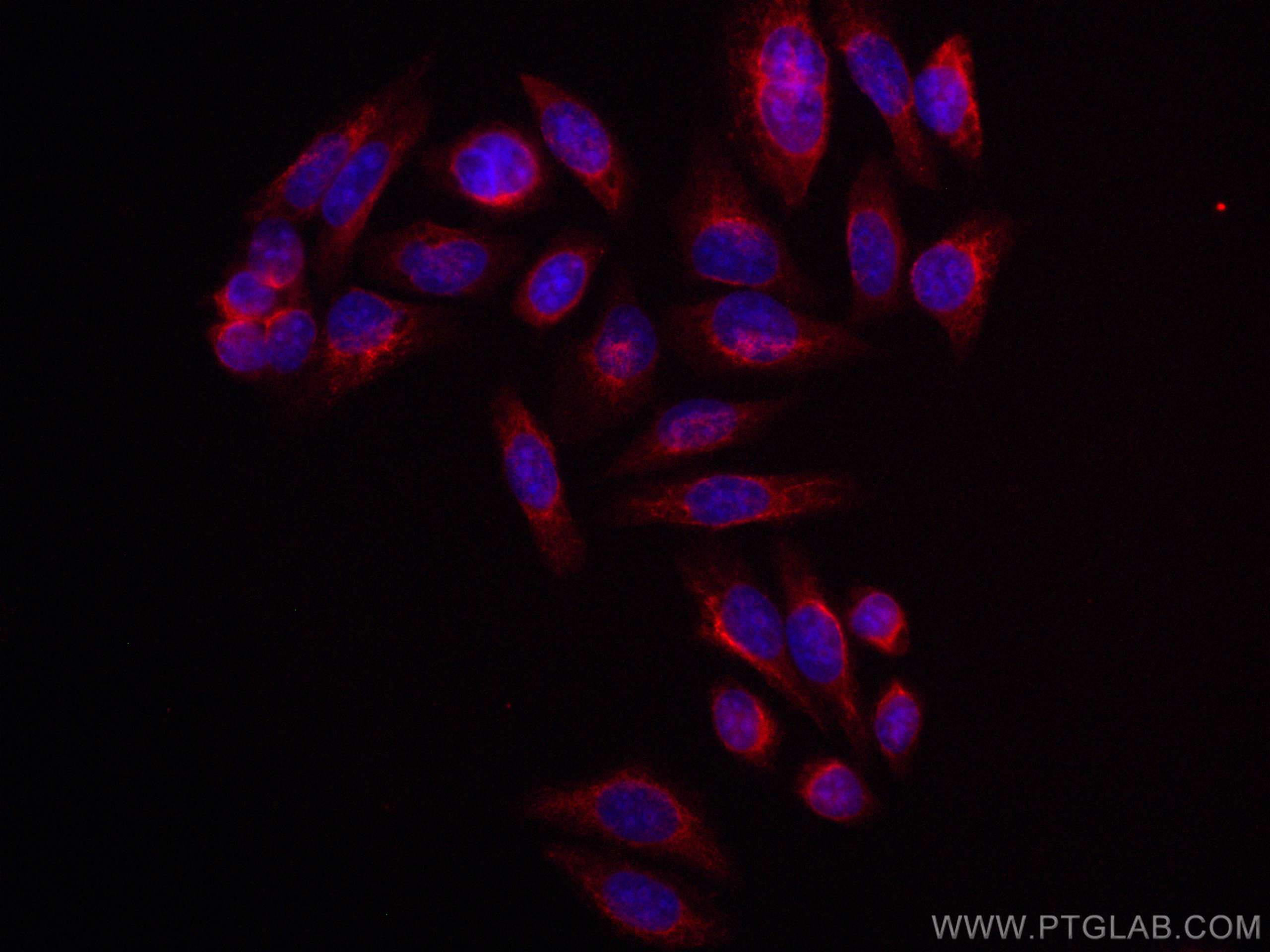 Immunofluorescence (IF) / fluorescent staining of HepG2 cells using CoraLite®594-conjugated GOT1 Monoclonal antibody (CL594-60317)
