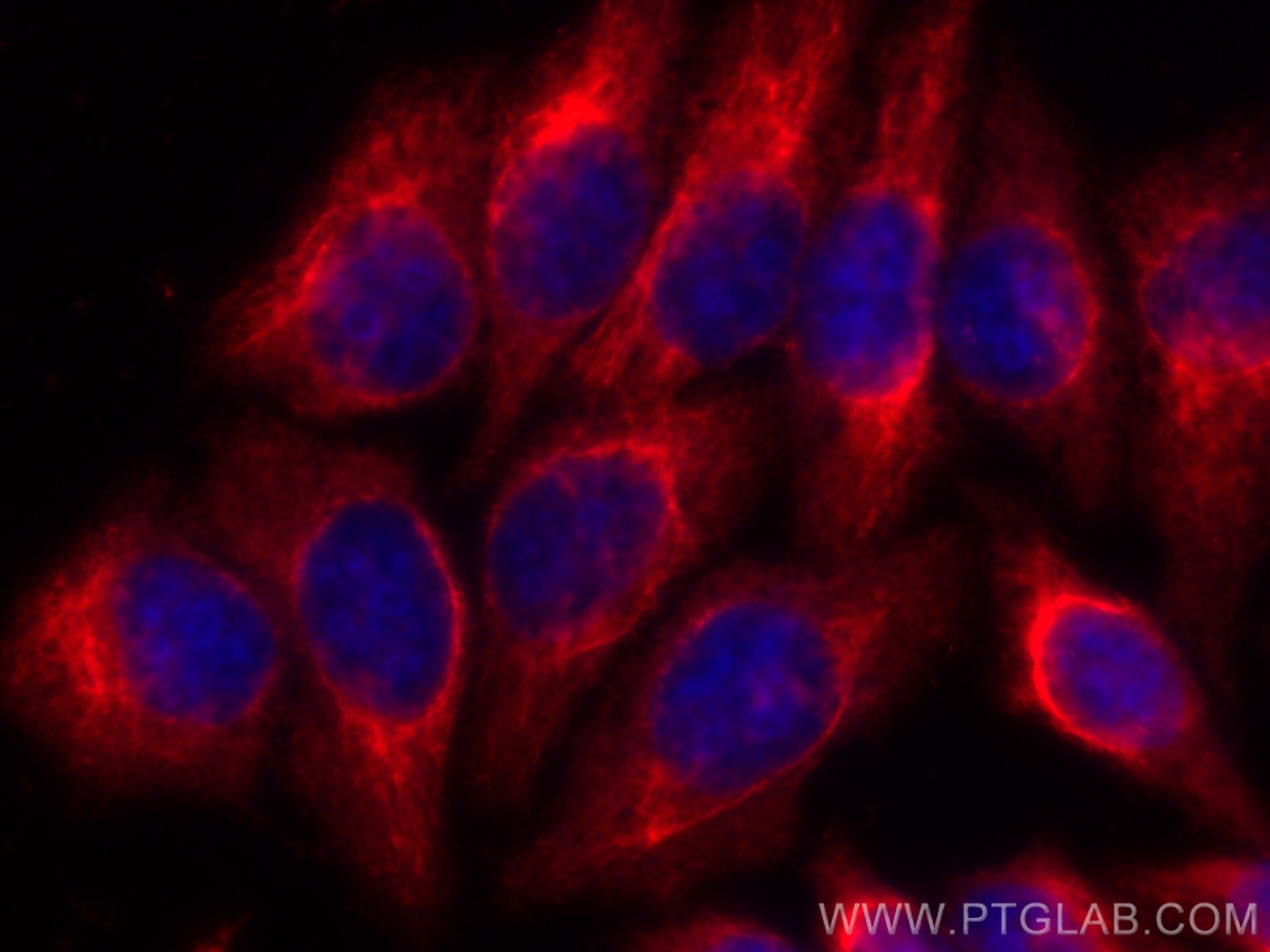 Immunofluorescence (IF) / fluorescent staining of HepG2 cells using CoraLite®594-conjugated GOT1 Monoclonal antibody (CL594-60317)