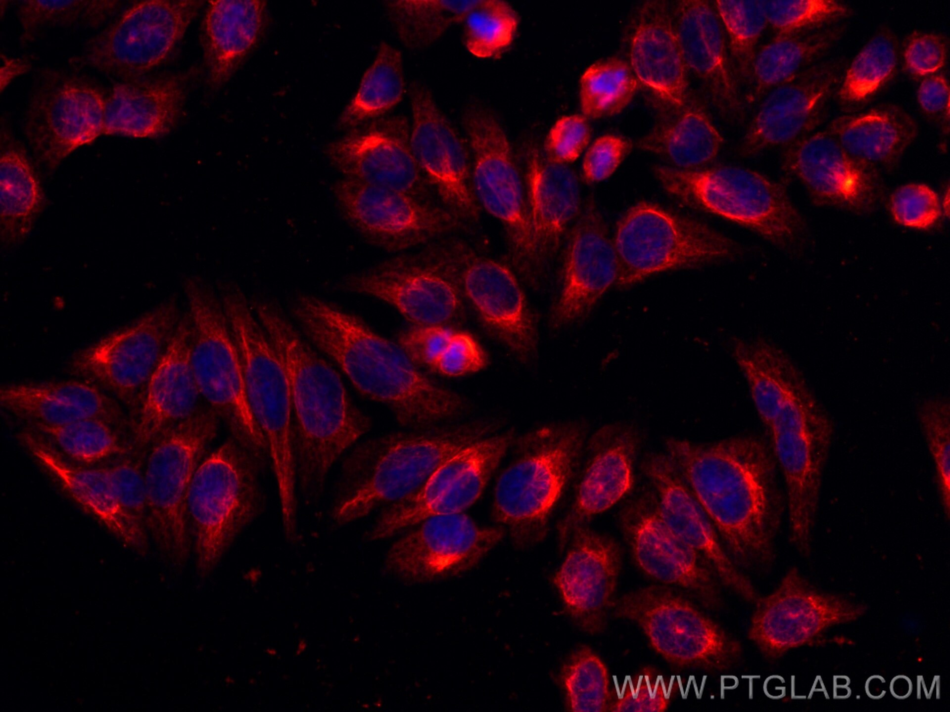 IF Staining of HepG2 using CL594-60317