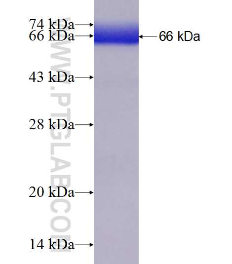 GOT1 fusion protein Ag6671 SDS-PAGE
