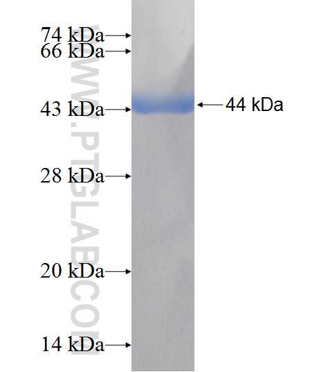 GOT1 fusion protein Ag7012 SDS-PAGE