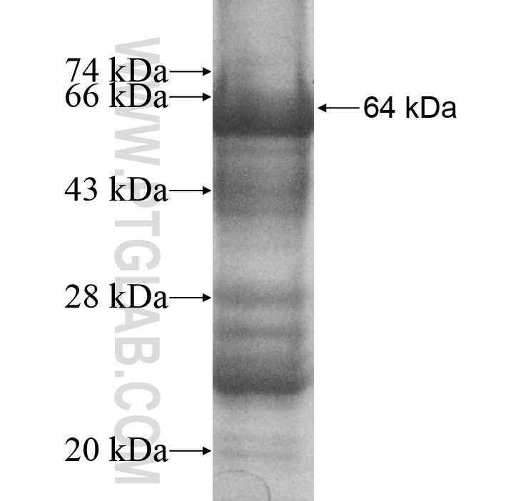 GOT1L1 fusion protein Ag10816 SDS-PAGE