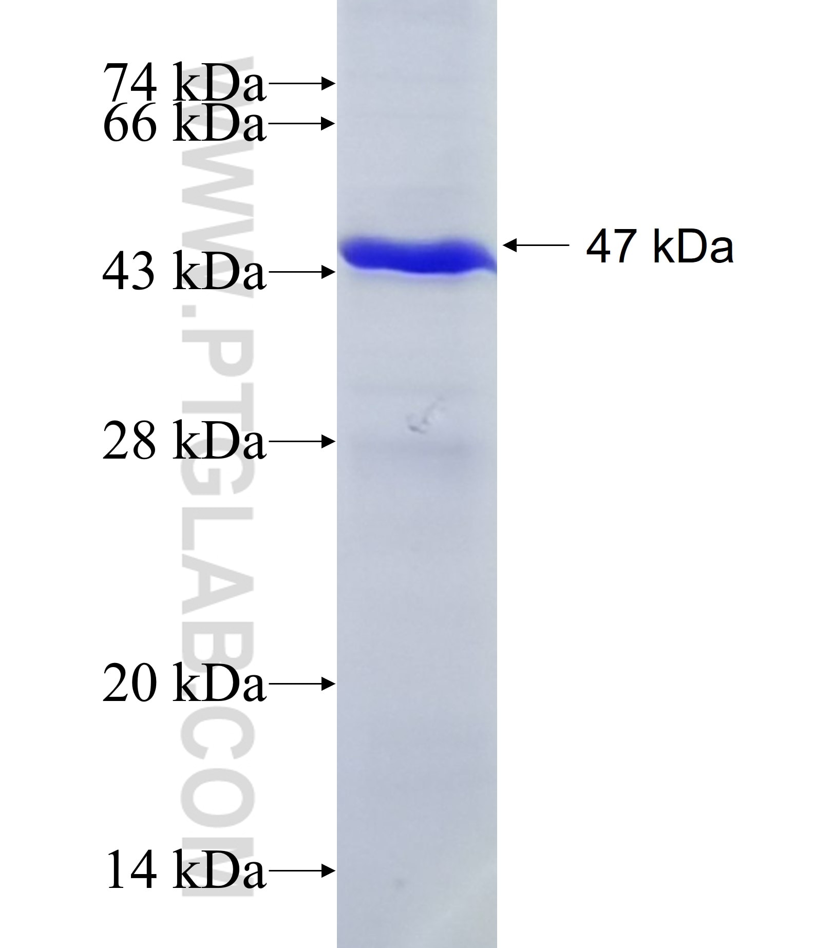 GOT1L1 fusion protein Ag10831 SDS-PAGE