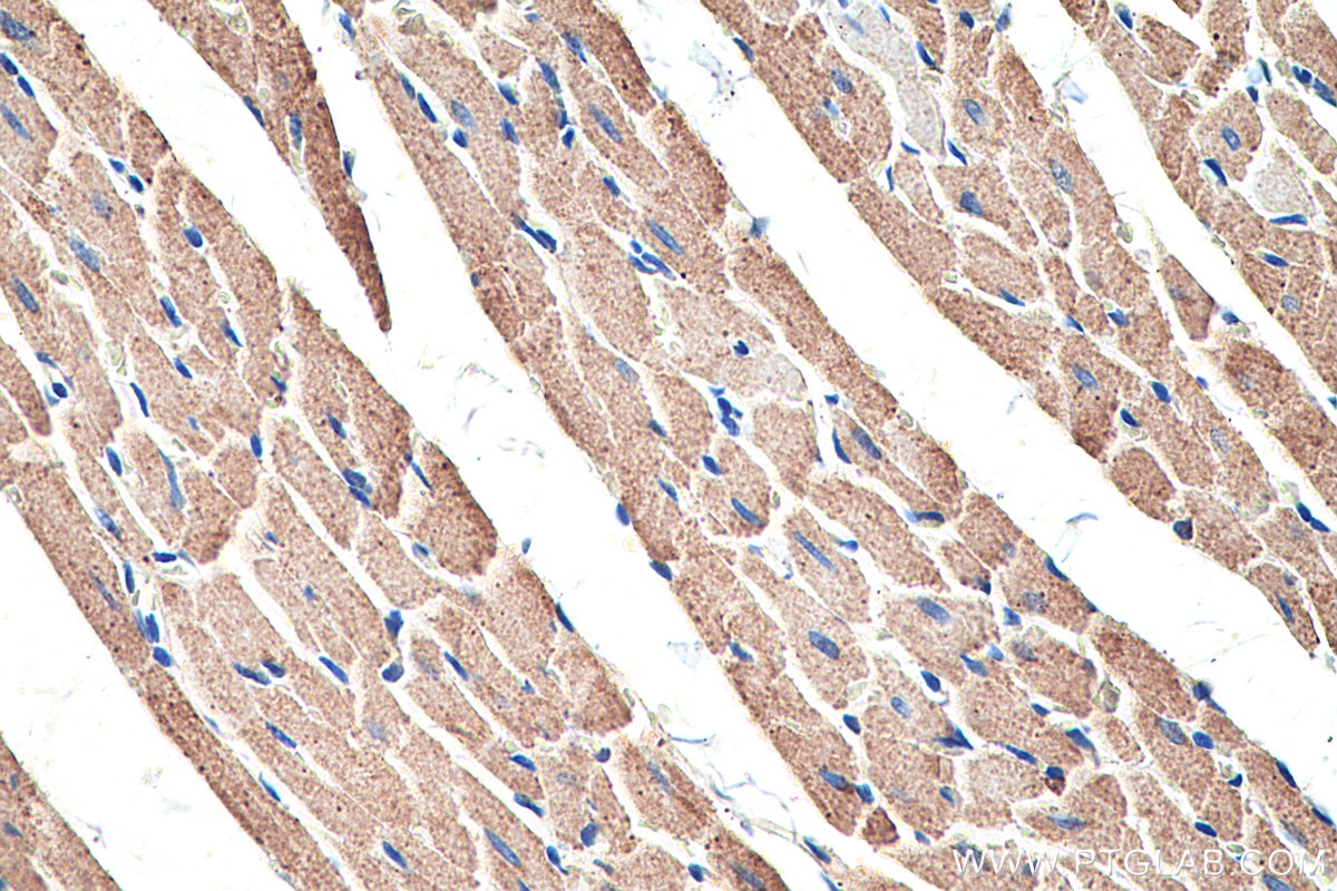 Immunohistochemistry (IHC) staining of rat heart tissue using GOT2 Polyclonal antibody (14800-1-AP)
