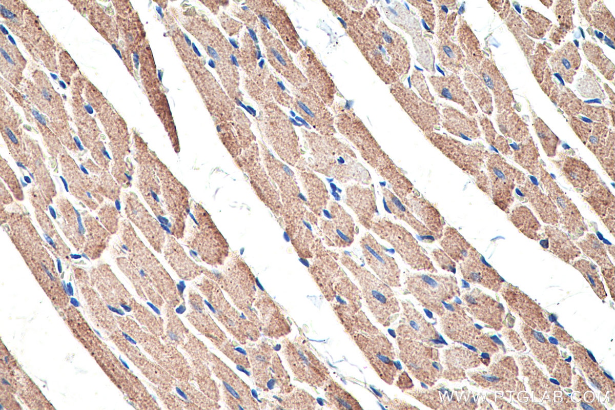 IHC staining of rat heart using 14800-1-AP