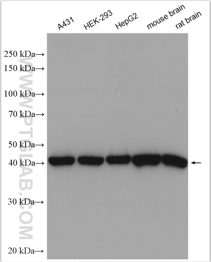 Western Blot (WB) analysis of various lysates using GOT2 Polyclonal antibody (14800-1-AP)