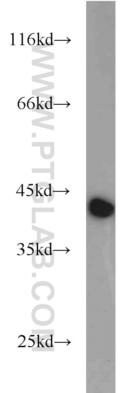 Western Blot (WB) analysis of mouse heart tissue using GOT2 Polyclonal antibody (14800-1-AP)