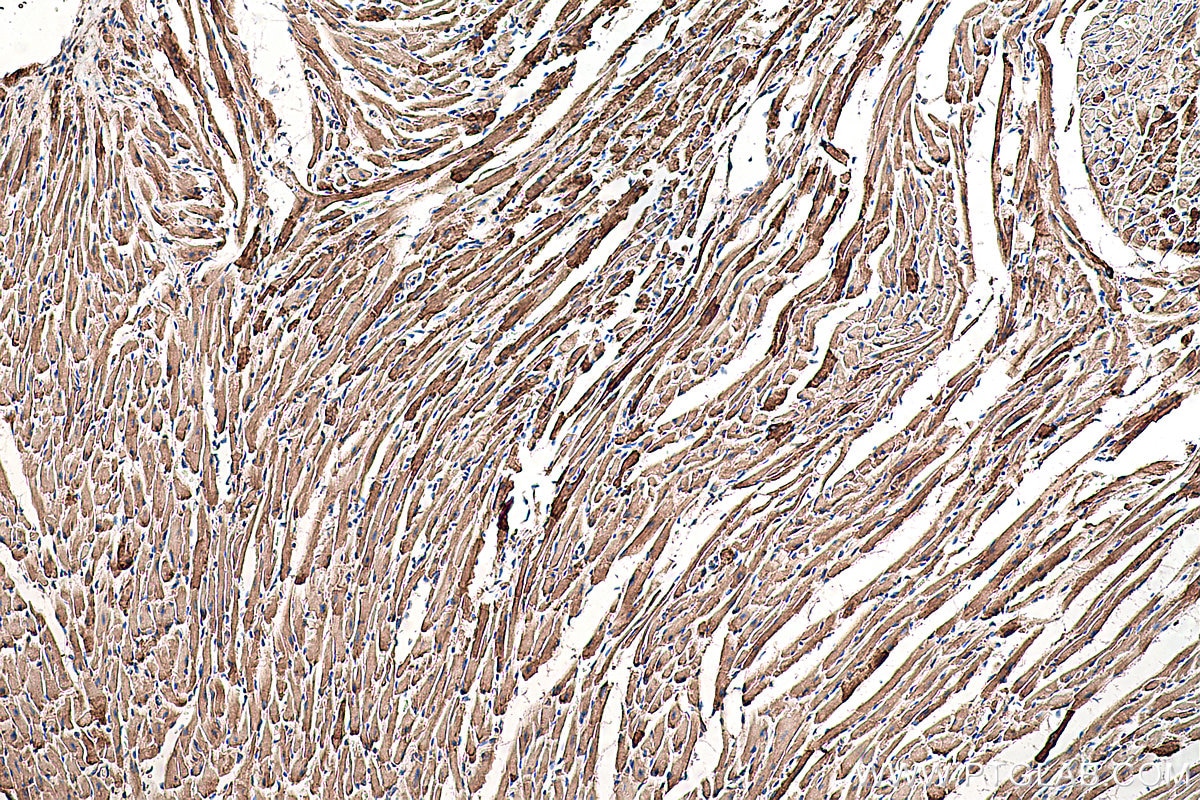 Immunohistochemistry (IHC) staining of mouse heart tissue using GOT2 Monoclonal antibody (67738-1-Ig)