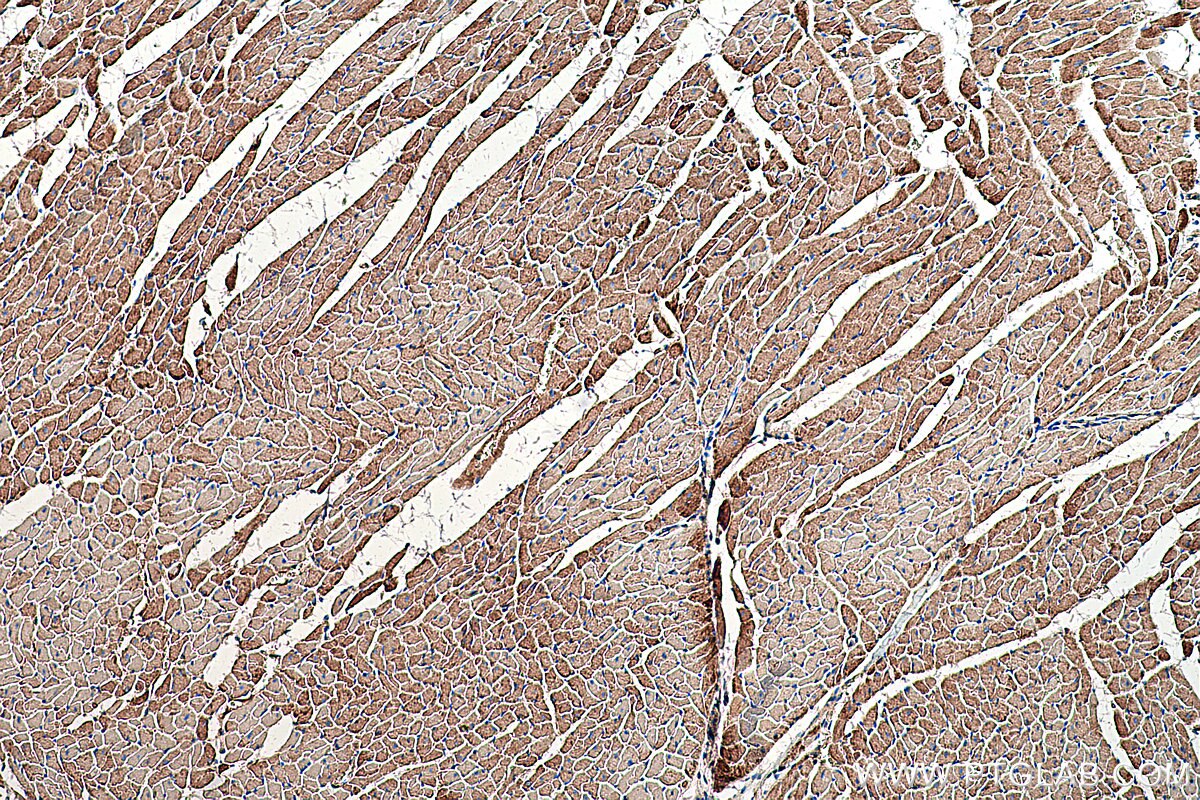 IHC staining of rat heart using 67738-1-Ig