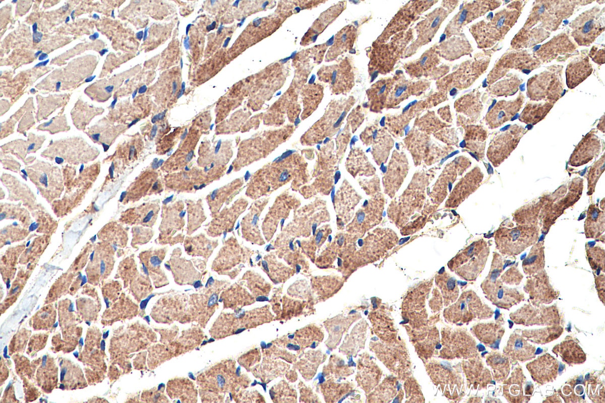 Immunohistochemistry (IHC) staining of rat heart tissue using GOT2 Monoclonal antibody (67738-1-Ig)