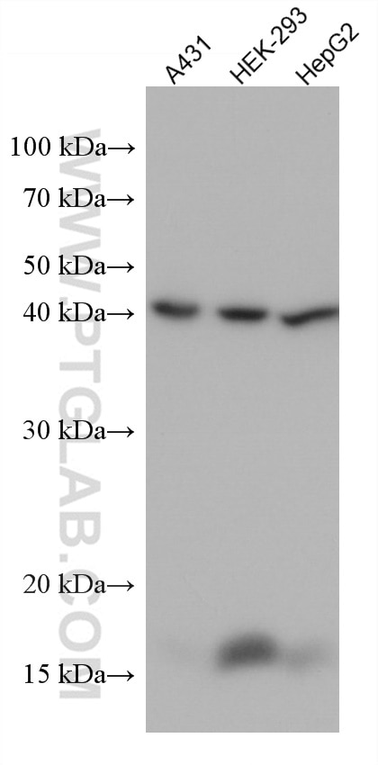 Western Blot (WB) analysis of various lysates using GOT2 Monoclonal antibody (67738-1-Ig)