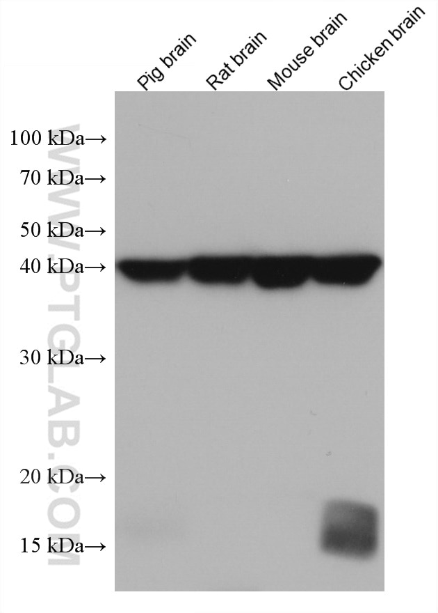 Western Blot (WB) analysis of various lysates using GOT2 Monoclonal antibody (67738-1-Ig)
