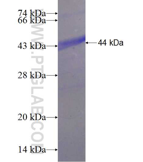 GOT2 fusion protein Ag6600 SDS-PAGE