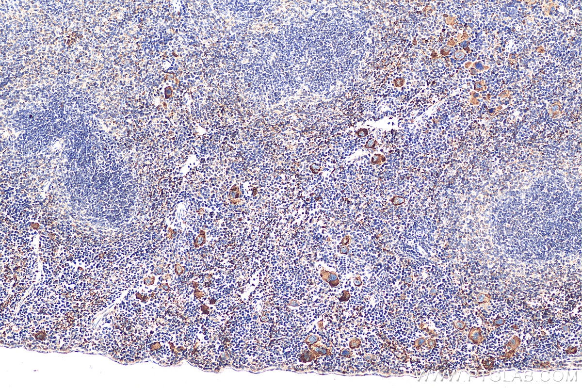 Immunohistochemistry (IHC) staining of mouse spleen tissue using CD42b Monoclonal antibody (67857-1-Ig)